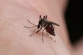 蚊子为什么要吸血，它们吸的血都去哪了？你们知道吗？图片