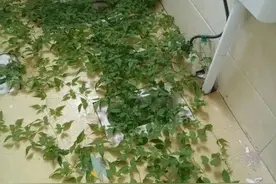 【爆笑段子】好好养，一个月后估计就半死不活了。图片