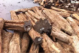 世界上木质密度最高的10种树木，也就是最硬的木头图片