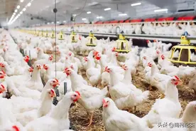 30天就能出栏的速成鸡，怎么能长那么快？难道真的喂激素了吗？图片