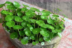 养铜钱草，就用一个方法，让它30天后大变样，叶子更大更绿更旺盛图片