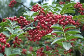 十三香到底是什么香？图片