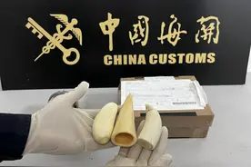 鲸牙图片