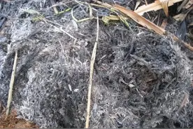 盆里有虫子，用4个小妙招，杀光光，不用喷药，不影响开花图片