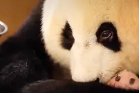 熊猫妈妈生孩子了，快来接好孕，且看饲养员与熊猫妈妈斗智斗勇图片