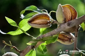 辨词：巴旦木 “旦”dàn还是dān图片