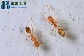 家里有小黄蚂蚁怎么办？上海虫控公司告诉你如何防治小黄家蚁！图片