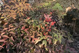 公共区域种植有毒植物该不该提示？图片