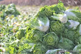 在冬天，这6种蔬菜白送都不要，没营养还伤身，连菜贩子都不敢吃图片