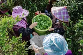 得闲饮茶！很多人爱喝的凤凰单丛茶，凭什么这么火？图片