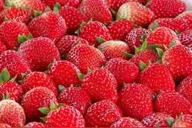 草莓采摘正当时，快来“中国草莓之乡”青浦白鹤体验这田间的香甜图片