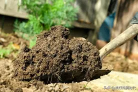 盆土出现板结，用3个方法解决，花儿长得更旺，你知道吗？图片