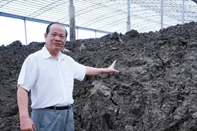 广西大叔养5000头牛，饲养几乎零成本，不卖牛却靠牛粪成亿万富翁图片