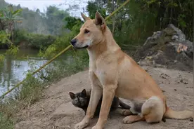 “土狗”才是血统最高贵的狗？为何养过土狗后，就不会养其他狗了图片