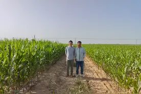 盐碱地如何变良田？图片