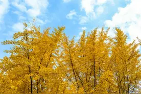 揭秘家里银杏树的神奇功效！原来它也是一种珍贵药材？图片