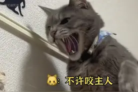 小时候，暴躁爸爸揍我，看着我长大的老猫冲出来抓了他图片