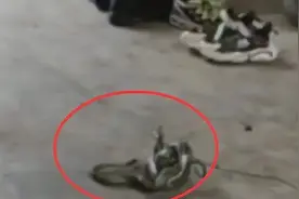 河南村庄被群蛇“包围”，蛇为何集体出动？专家：生态越来越好了图片