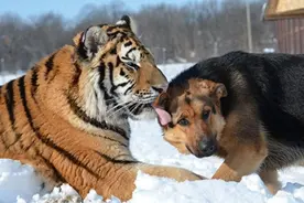 没见过老虎的家狗，为何看见老虎会被“吓尿”？真是血脉压制吗？图片