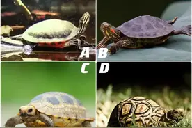 一张图测出你这辈子能有多长的寿命？非常准！图片
