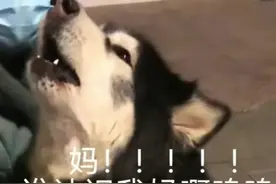 迷路的阿拉斯加在路口大哭后续来啦，主人：咪咪已到家，感谢图片