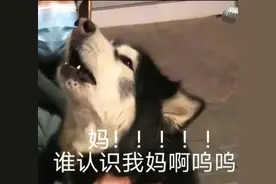迷路的阿拉斯加在路口大哭后续来啦，主人：咪咪已到家，感谢图片