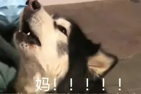 迷路的阿拉斯加在路口大哭后续来啦，主人：咪咪已到家，感谢图片