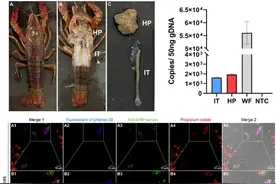 西南大学研究团队发现小龙虾新病原 专家紧急提醒图片