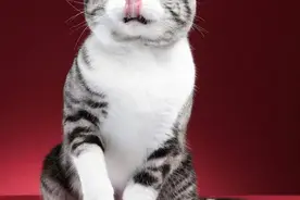 真没想到，养猫竟然有这么多好处，赶紧的去抱一只回来图片