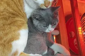 天气一冷，我家的两只猫就这样了图片