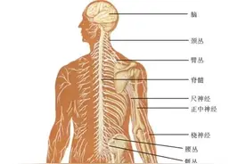 神经系统知识大全图片