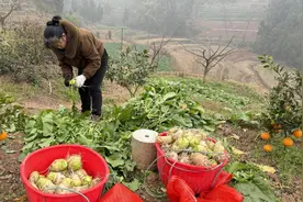 叙州区高场镇：冬闲变冬忙 300余亩大头菜喜迎丰收图片