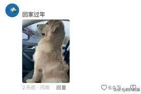 狗在囧途，毛孩子随主人回家过年了，状态百出图片