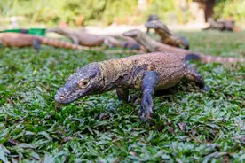 科莫多龙，来了我就不走了！图片