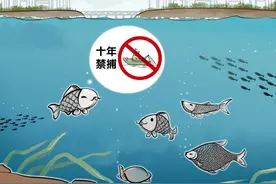 长江的“哭泣”！巨型鱤鱼在长江泛滥，十年禁渔却养虎为患？图片