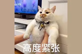 再次劝告：养猫有这10个“害处”，不要轻易饲养！图片