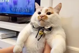 再次劝告：养猫有这10个“害处”，不要轻易饲养！图片