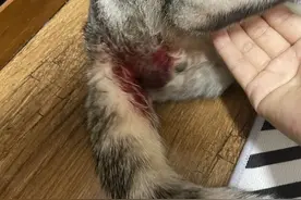 在家治好猫咪尿闭，真不一定要去医院！！图片