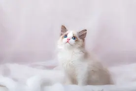 解析梦境：梦见猫，揭开神秘面纱友图片