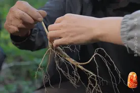 超补的！去长白山挖人参啦！图片