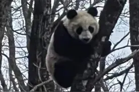 护林员在小箭沟巡护途中发现大熊猫母子图片