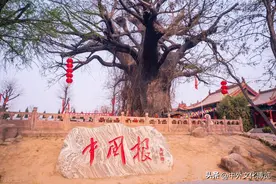 邳州大槐树移民考证图片