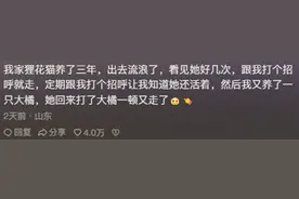 狸花猫的生存能力有多强？网友：老祖宗选出来的猫就是不一般图片