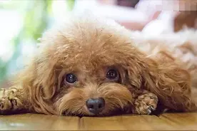 养狗“久了”，中途送人，狗狗会难过吗？图片