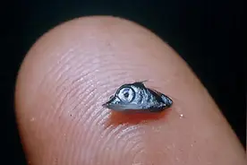 刚出生仅米粒大，成年后变身顶级海洋猎手，尖吻能刺穿油轮钢板图片