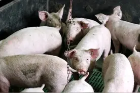 农村养殖猪、牛、羊三种牲畜，哪个更赚钱？图片