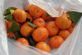 今天终于明白，为何砂糖橘都是带叶卖，原来有“猫腻”，你知道吗图片