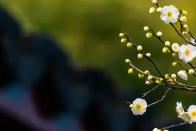 2024年是“寡妇年”？不宜结婚？最新回应！图片