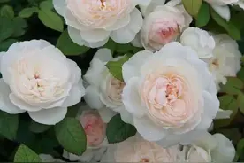 超级香的花，漂亮不输玫瑰，四季常开，还可盆栽种植，此花值得养图片