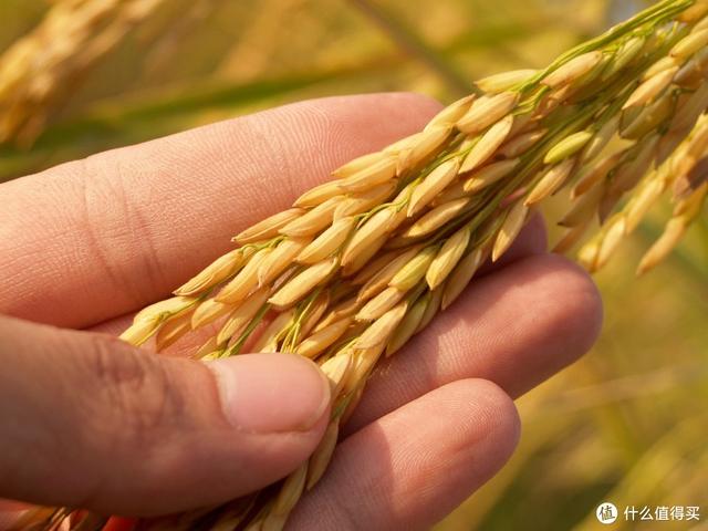 籼米、粳米是啥？珍珠米、香米、五常大米有何区别？大米的那些事